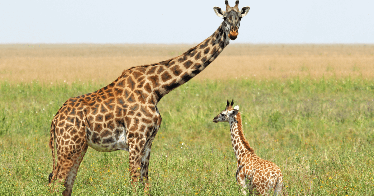 Animal Facts Quiz: Can You Score 10/10?