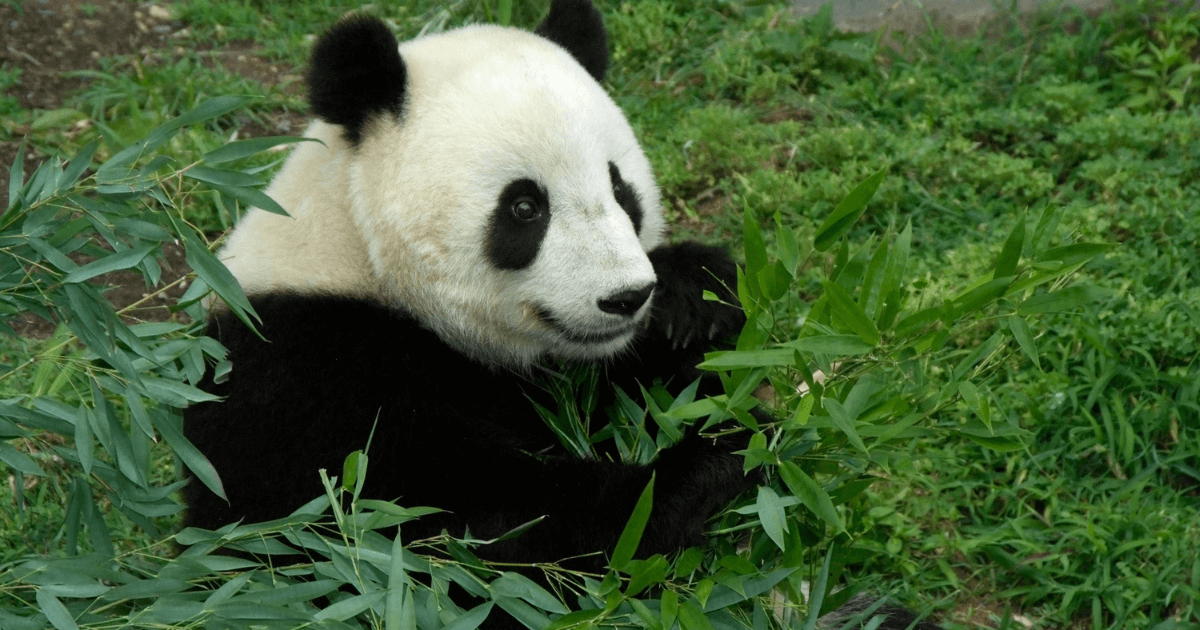 Animal Facts Quiz: Can You Score 10/10?