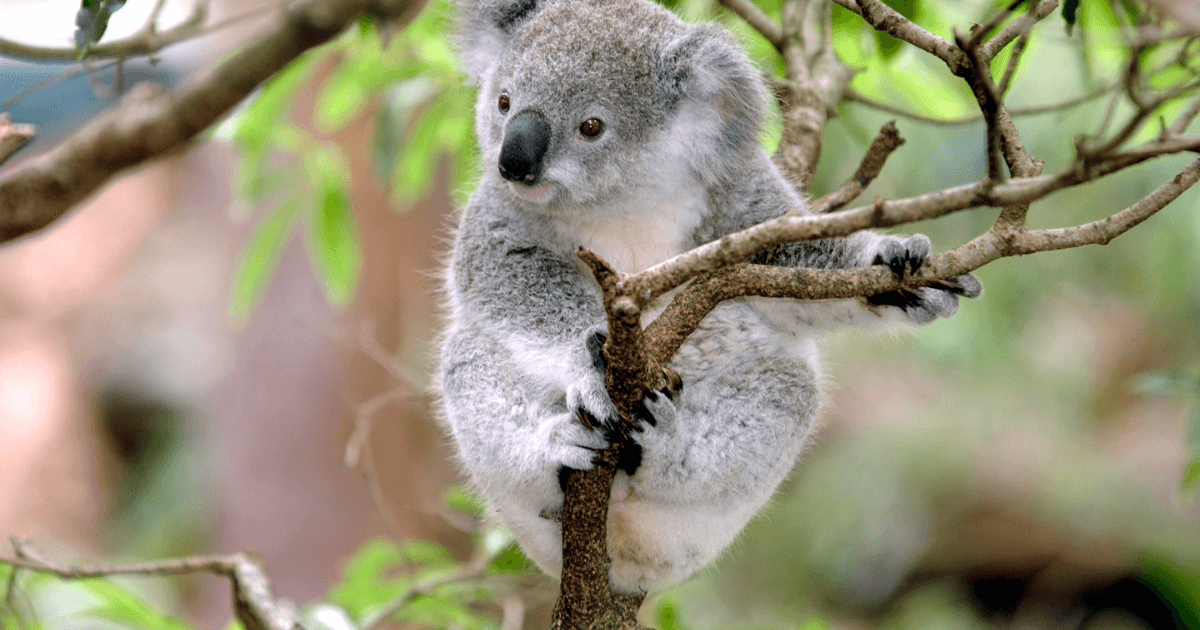 Animal Facts Quiz: Can You Score 10/10?