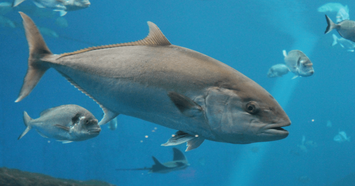 Animal Facts Quiz: Can You Score 10/10?