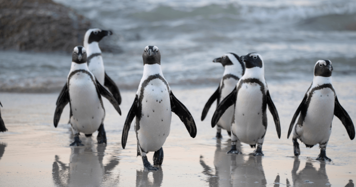 Animal Facts Quiz: Can You Score 10/10?