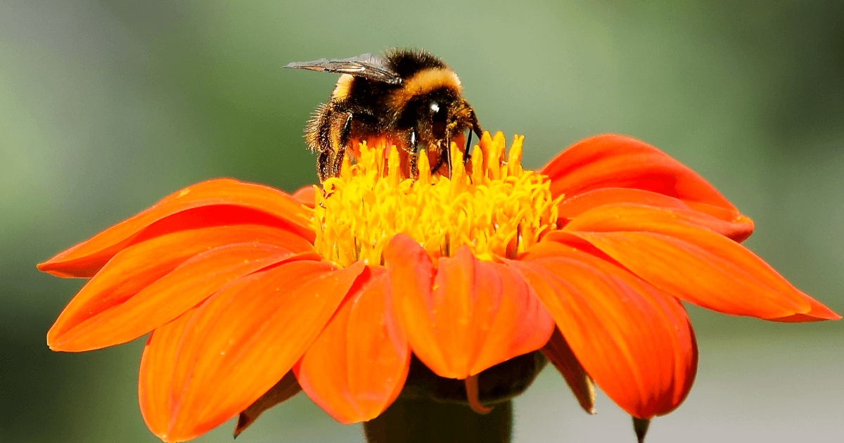 Animal Facts Quiz: Can You Score 10/10?