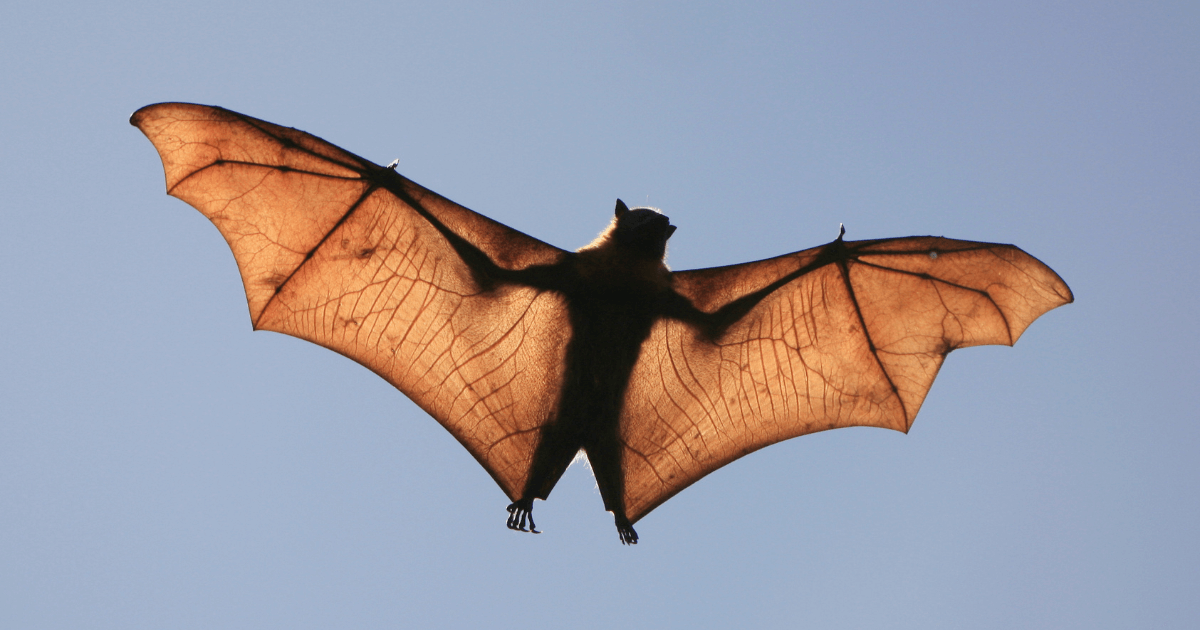 Animal Facts Quiz: Can You Score 10/10?