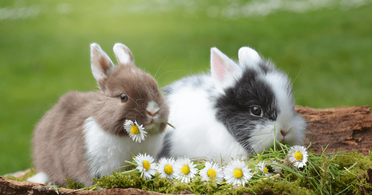 Animal Facts Quiz: Can You Score 10/10?