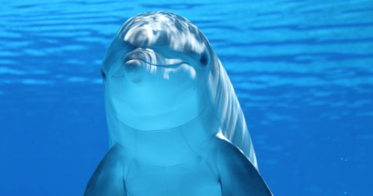Animal Facts Quiz: Can You Score 10/10?