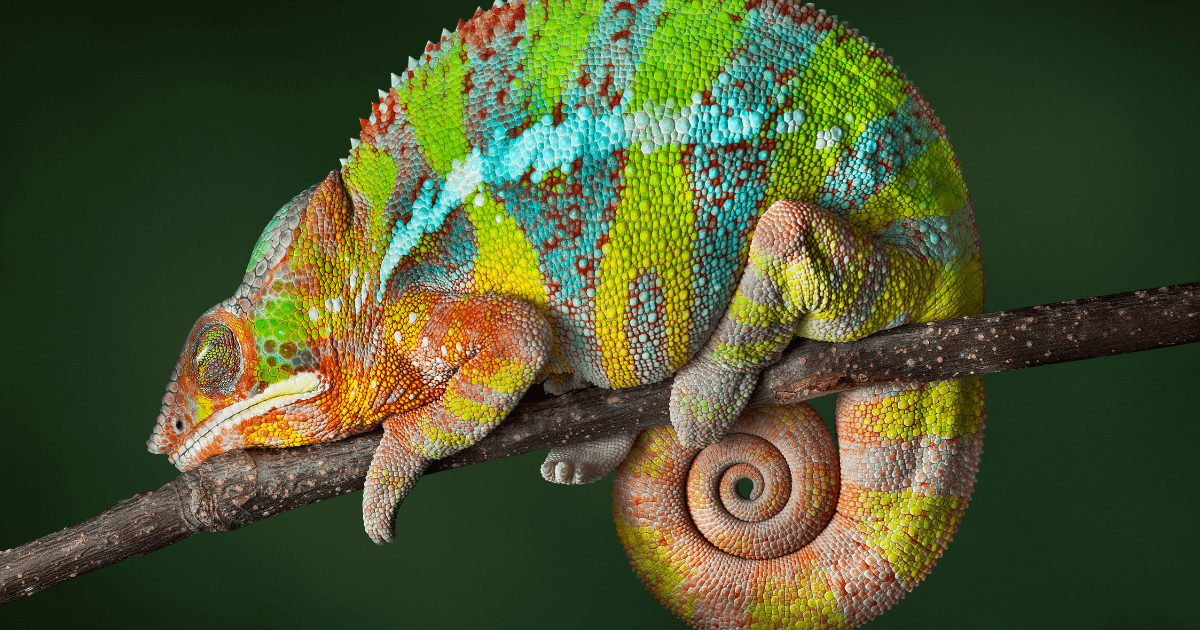 Animal Facts Quiz: Can You Score 10/10?